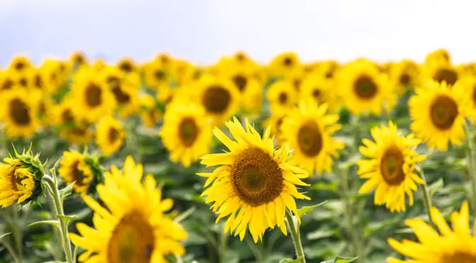 Field of Sunflowers